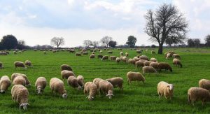 AgroPublic | Δίπλα στον αγρότη, καθημερινά αγροτικά νέα, γεωπονικές δημοσιεύσεις | probatata 2020
