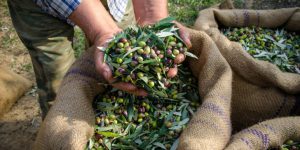 AgroPublic | Δίπλα στον αγρότη, καθημερινά αγροτικά νέα, γεωπονικές δημοσιεύσεις | sakia me elies xeria