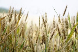 AgroPublic | Δίπλα στον αγρότη, καθημερινά αγροτικά νέα, γεωπονικές δημοσιεύσεις | sytari