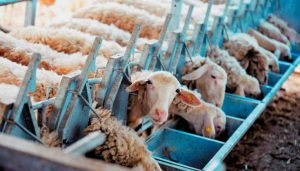 AgroPublic | Δίπλα στον αγρότη, καθημερινά αγροτικά νέα, γεωπονικές δημοσιεύσεις | zootrophes