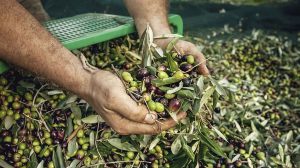 AgroPublic | Δίπλα στον αγρότη, καθημερινά αγροτικά νέα, γεωπονικές δημοσιεύσεις | 59d1e263a8853a43395a0dbf6307047c XL
