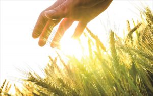 AgroPublic | Δίπλα στον αγρότη, καθημερινά αγροτικά νέα, γεωπονικές δημοσιεύσεις | agro