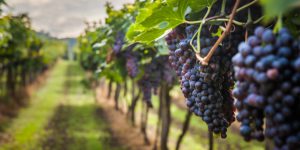AgroPublic | Δίπλα στον αγρότη, καθημερινά αγροτικά νέα, γεωπονικές δημοσιεύσεις | ampelonas me mavra stafylia