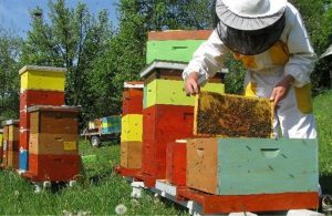 AgroPublic | Δίπλα στον αγρότη, καθημερινά αγροτικά νέα, γεωπονικές δημοσιεύσεις | melissokomoi