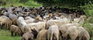 AgroPublic | Δίπλα στον αγρότη, καθημερινά αγροτικά νέα, γεωπονικές δημοσιεύσεις | photo 1573334659 provata