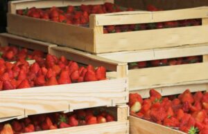 AgroPublic | Δίπλα στον αγρότη, καθημερινά αγροτικά νέα, γεωπονικές δημοσιεύσεις | strawberries 1449775