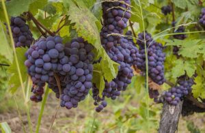 AgroPublic | Δίπλα στον αγρότη, καθημερινά αγροτικά νέα, γεωπονικές δημοσιεύσεις | 1552996427 0 1506407522 0 wine grapes