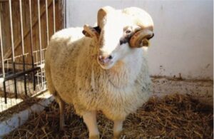 AgroPublic | Δίπλα στον αγρότη, καθημερινά αγροτικά νέα, γεωπονικές δημοσιεύσεις | 38 39 5 1