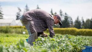 AgroPublic | Δίπλα στον αγρότη, καθημερινά αγροτικά νέα, γεωπονικές δημοσιεύσεις | agrotes choraphiphiph