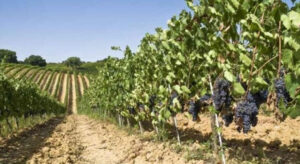 AgroPublic | Δίπλα στον αγρότη, καθημερινά αγροτικά νέα, γεωπονικές δημοσιεύσεις | ampeli