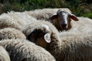AgroPublic | Δίπλα στον αγρότη, καθημερινά αγροτικά νέα, γεωπονικές δημοσιεύσεις | provata 696x464 1