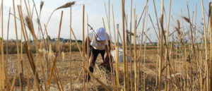 AgroPublic | Δίπλα στον αγρότη, καθημερινά αγροτικά νέα, γεωπονικές δημοσιεύσεις | 106172891 402373224013639 6149532344287456833 o 1 1