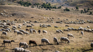 AgroPublic | Δίπλα στον αγρότη, καθημερινά αγροτικά νέα, γεωπονικές δημοσιεύσεις | 62 1