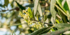 AgroPublic | Δίπλα στον αγρότη, καθημερινά αγροτικά νέα, γεωπονικές δημοσιεύσεις | 805338ee0c44c245d337ce49024f6eab S 1