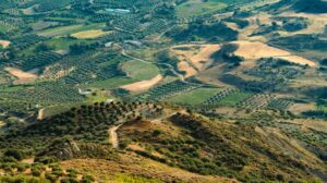 AgroPublic | Δίπλα στον αγρότη, καθημερινά αγροτικά νέα, γεωπονικές δημοσιεύσεις | 9f87d53a ca92 4715 8b52 d93545e54317 1