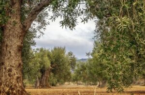 AgroPublic | Δίπλα στον αγρότη, καθημερινά αγροτικά νέα, γεωπονικές δημοσιεύσεις | ELAIODENTRO.1310 600x391 1 1