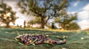 AgroPublic | Δίπλα στον αγρότη, καθημερινά αγροτικά νέα, γεωπονικές δημοσιεύσεις | ELIES WOW 2 1