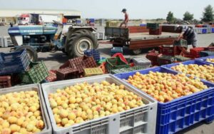 AgroPublic | Δίπλα στον αγρότη, καθημερινά αγροτικά νέα, γεωπονικές δημοσιεύσεις | froutaexport 768x480 1 1