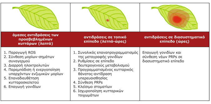 Το ανοσοποιητικό σύστημα των φυτών, μηχανισμοί άμυνας AgroPublic AgroPublic | image 3
