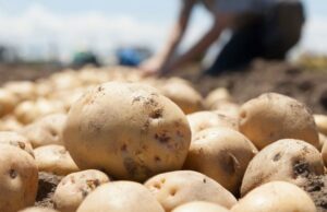 AgroPublic | Δίπλα στον αγρότη, καθημερινά αγροτικά νέα, γεωπονικές δημοσιεύσεις | photo 1119073880 potato 1