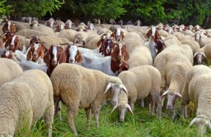 AgroPublic | Δίπλα στον αγρότη, καθημερινά αγροτικά νέα, γεωπονικές δημοσιεύσεις | 00500107721 00000az
