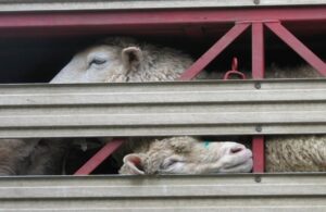 AgroPublic | Δίπλα στον αγρότη, καθημερινά αγροτικά νέα, γεωπονικές δημοσιεύσεις | 1588853826 0 zoa