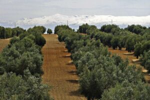 AgroPublic | Δίπλα στον αγρότη, καθημερινά αγροτικά νέα, γεωπονικές δημοσιεύσεις | 6369 5