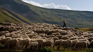AgroPublic | Δίπλα στον αγρότη, καθημερινά αγροτικά νέα, γεωπονικές δημοσιεύσεις | 720 139383 9a5559a8fa 935cc949c389895f