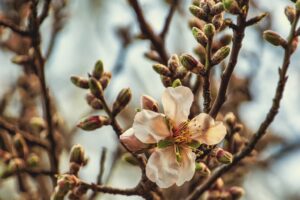AgroPublic | Δίπλα στον αγρότη, καθημερινά αγροτικά νέα, γεωπονικές δημοσιεύσεις | amigdalia