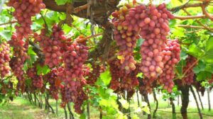 AgroPublic | Δίπλα στον αγρότη, καθημερινά αγροτικά νέα, γεωπονικές δημοσιεύσεις | e0dc0a73 4c5e 4201 a416 9853cf6a617e