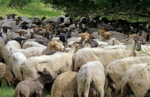 AgroPublic | Δίπλα στον αγρότη, καθημερινά αγροτικά νέα, γεωπονικές δημοσιεύσεις | i 283bsgt o