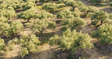 Πολύτιμη η φυτοκάλυψη για το έδαφος των ελαιώνων Πολύτιμη η φυτοκάλυψη για το έδαφος των ελαιώνων