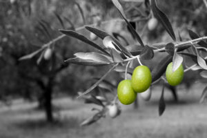AgroPublic | Δίπλα στον αγρότη, καθημερινά αγροτικά νέα, γεωπονικές δημοσιεύσεις | olive BIOLOGIKA ARXIKI