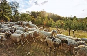 AgroPublic | Δίπλα στον αγρότη, καθημερινά αγροτικά νέα, γεωπονικές δημοσιεύσεις | pecore 725x512 2