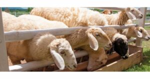 AgroPublic | Δίπλα στον αγρότη, καθημερινά αγροτικά νέα, γεωπονικές δημοσιεύσεις | photo sheeps 143364379 1