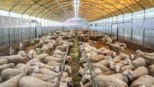 AgroPublic | Δίπλα στον αγρότη, καθημερινά αγροτικά νέα, γεωπονικές δημοσιεύσεις | programma exoume tin ktinotrofia xanoume e1576760045608 696x395 1