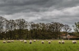AgroPublic | Δίπλα στον αγρότη, καθημερινά αγροτικά νέα, γεωπονικές δημοσιεύσεις | voskotopi 2