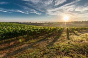 AgroPublic | Δίπλα στον αγρότη, καθημερινά αγροτικά νέα, γεωπονικές δημοσιεύσεις | ΑΜΠΕΛΙ