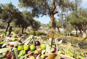 AgroPublic | Δίπλα στον αγρότη, καθημερινά αγροτικά νέα, γεωπονικές δημοσιεύσεις | ΕΛΙΑ