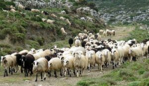 AgroPublic | Δίπλα στον αγρότη, καθημερινά αγροτικά νέα, γεωπονικές δημοσιεύσεις | 00500107820 0000000ba
