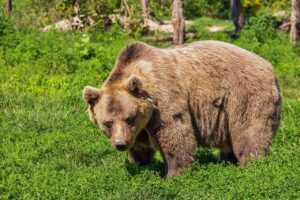 AgroPublic | Δίπλα στον αγρότη, καθημερινά αγροτικά νέα, γεωπονικές δημοσιεύσεις | bear 422682 1280