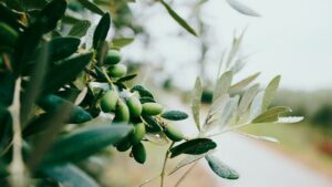 AgroPublic | Δίπλα στον αγρότη, καθημερινά αγροτικά νέα, γεωπονικές δημοσιεύσεις | elia elies ladi