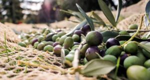 AgroPublic | Δίπλα στον αγρότη, καθημερινά αγροτικά νέα, γεωπονικές δημοσιεύσεις | elia therapeutikes idiotites tropoi xrisis 750x400 1