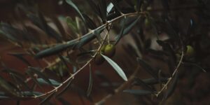 AgroPublic | Δίπλα στον αγρότη, καθημερινά αγροτικά νέα, γεωπονικές δημοσιεύσεις | emre iRVq6avVGDE unsplash