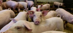 AgroPublic | Δίπλα στον αγρότη, καθημερινά αγροτικά νέα, γεωπονικές δημοσιεύσεις | mm 120