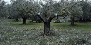 AgroPublic | Δίπλα στον αγρότη, καθημερινά αγροτικά νέα, γεωπονικές δημοσιεύσεις | olive tree