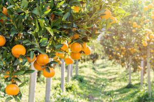 AgroPublic | Δίπλα στον αγρότη, καθημερινά αγροτικά νέα, γεωπονικές δημοσιεύσεις | portokali