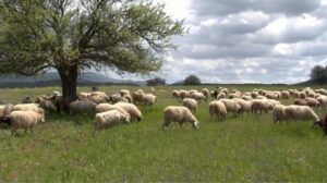 AgroPublic | Δίπλα στον αγρότη, καθημερινά αγροτικά νέα, γεωπονικές δημοσιεύσεις | voskotopia