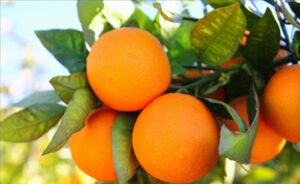 AgroPublic | Δίπλα στον αγρότη, καθημερινά αγροτικά νέα, γεωπονικές δημοσιεύσεις | 5771972216
