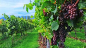AgroPublic | Δίπλα στον αγρότη, καθημερινά αγροτικά νέα, γεωπονικές δημοσιεύσεις | eea92702 b6ea 4dc0 b3d9 2966228eb4ef